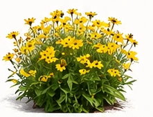 Coreopsis