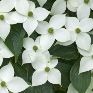 Korean Dogwood