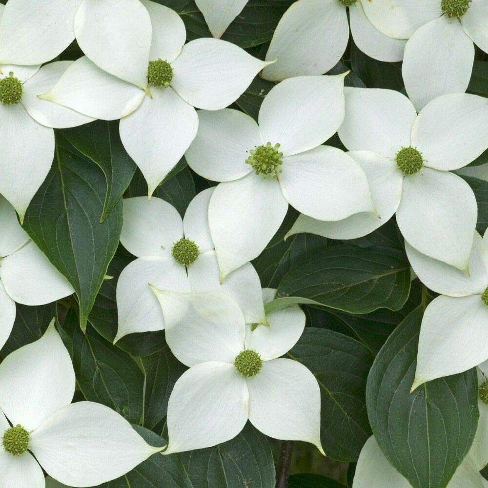 Image of Cornus kousa, Korean dogwood