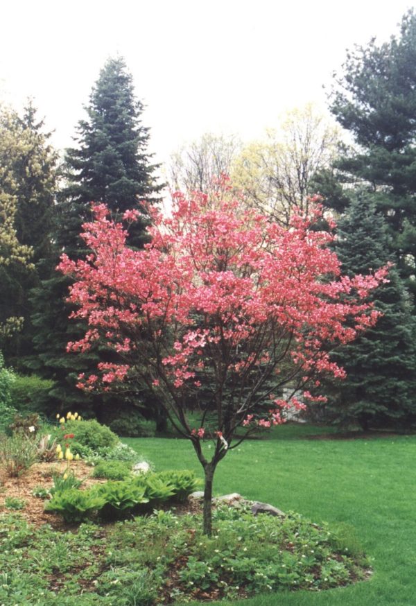 Cherokee Brave Dogwood