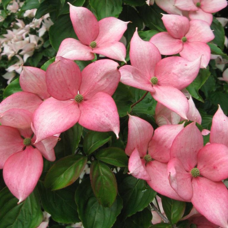 Rosy Teacups Flowering Dogwood Cornus kousa x nuttallii ' Rosy