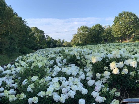 Courville Nurseries in norwalk