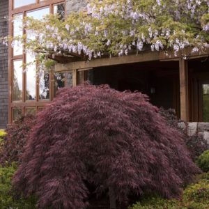 Crimson Queen Japanese Maple