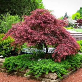 Cutleaf Japanese Maple