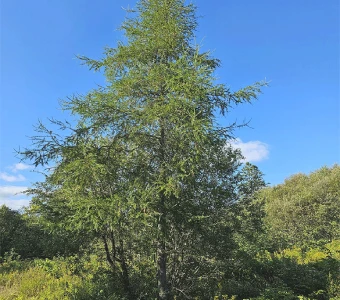 //www.courvillenursery.com/wp-content/uploads/Eastern-Larch.webp