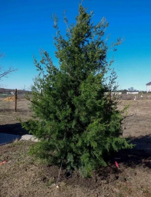 Eastern Red Cedar