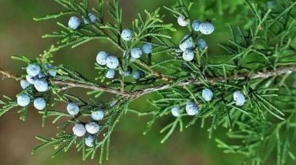 Eastern Red Cedar