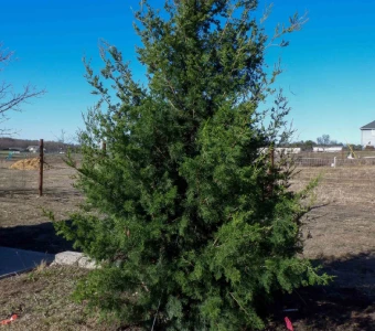 //www.courvillenursery.com/wp-content/uploads/Eastern-Red-Cedar.webp