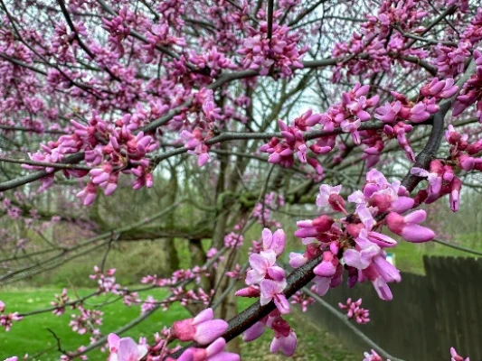 Eastern Redbud