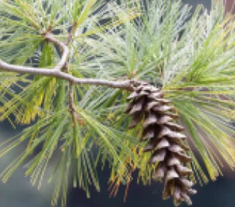 //www.courvillenursery.com/wp-content/uploads/Eastern-White-Pine-1.webp