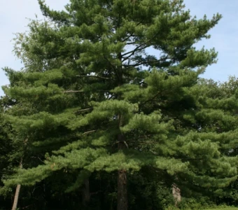 //www.courvillenursery.com/wp-content/uploads/Eastern-White-Pine.webp