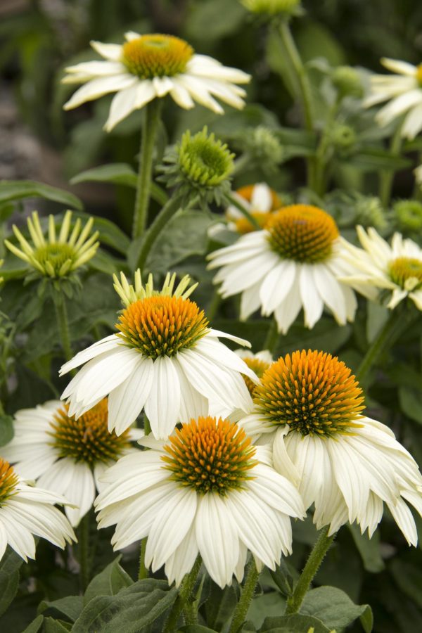 Coneflower