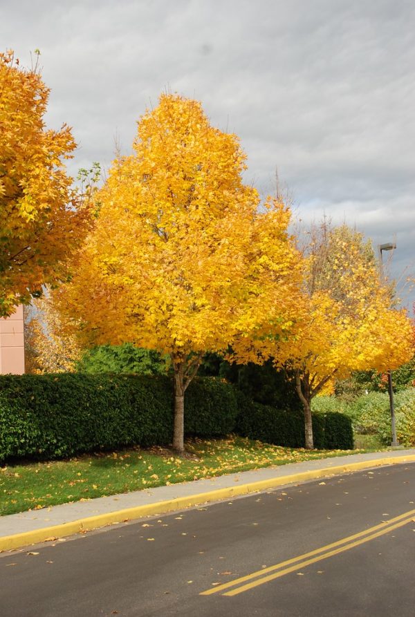 Emerald Queen Norway Maple