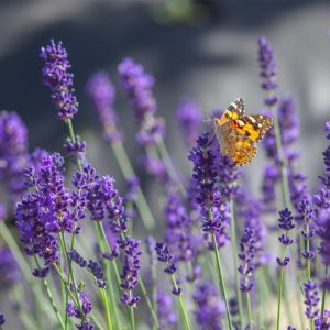 English Lavender
