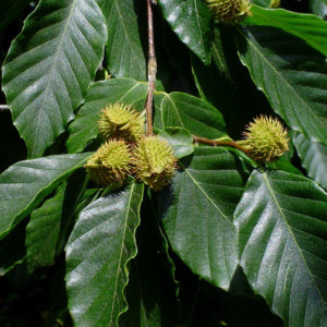 American Beech