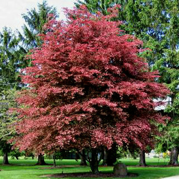 Red Obelisk European Beech Fagus sylvatica Courville Nurseries Red Obelisk European Beech Fagus sylvatica Courville Nurseries