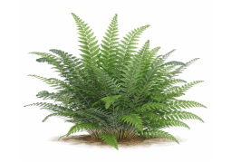 Ferns