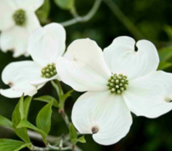 //www.courvillenursery.com/wp-content/uploads/Flowering-Dogwood-1.webp