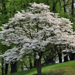 Flowering Dogwood