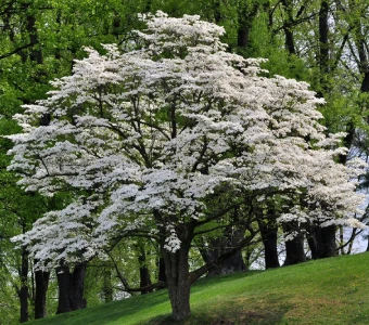//www.courvillenursery.com/wp-content/uploads/Flowering-Dogwood.webp