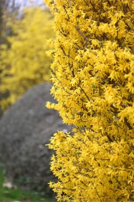 Forsythia