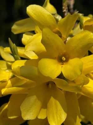 Forsythia