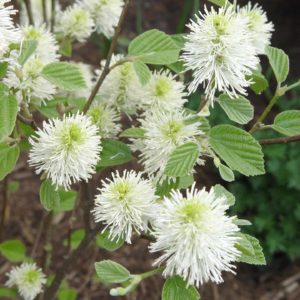 Witch Alder