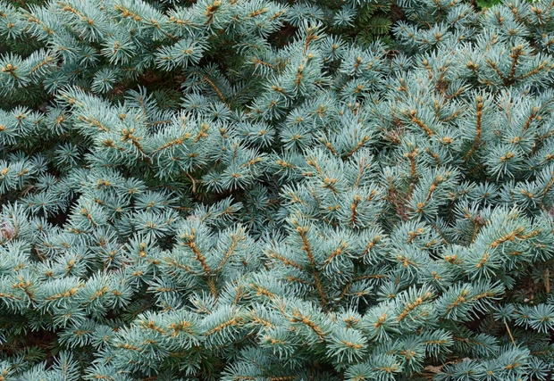 Globe Blue Spruce