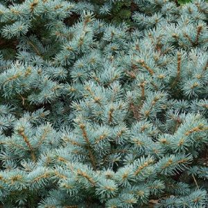 Globe Blue Spruce