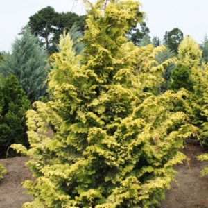 Golden Hinoki Cypress