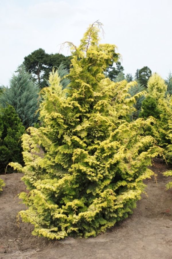 Golden Hinoki Cypress