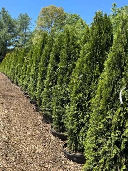 Green-Giant-Arborvitae