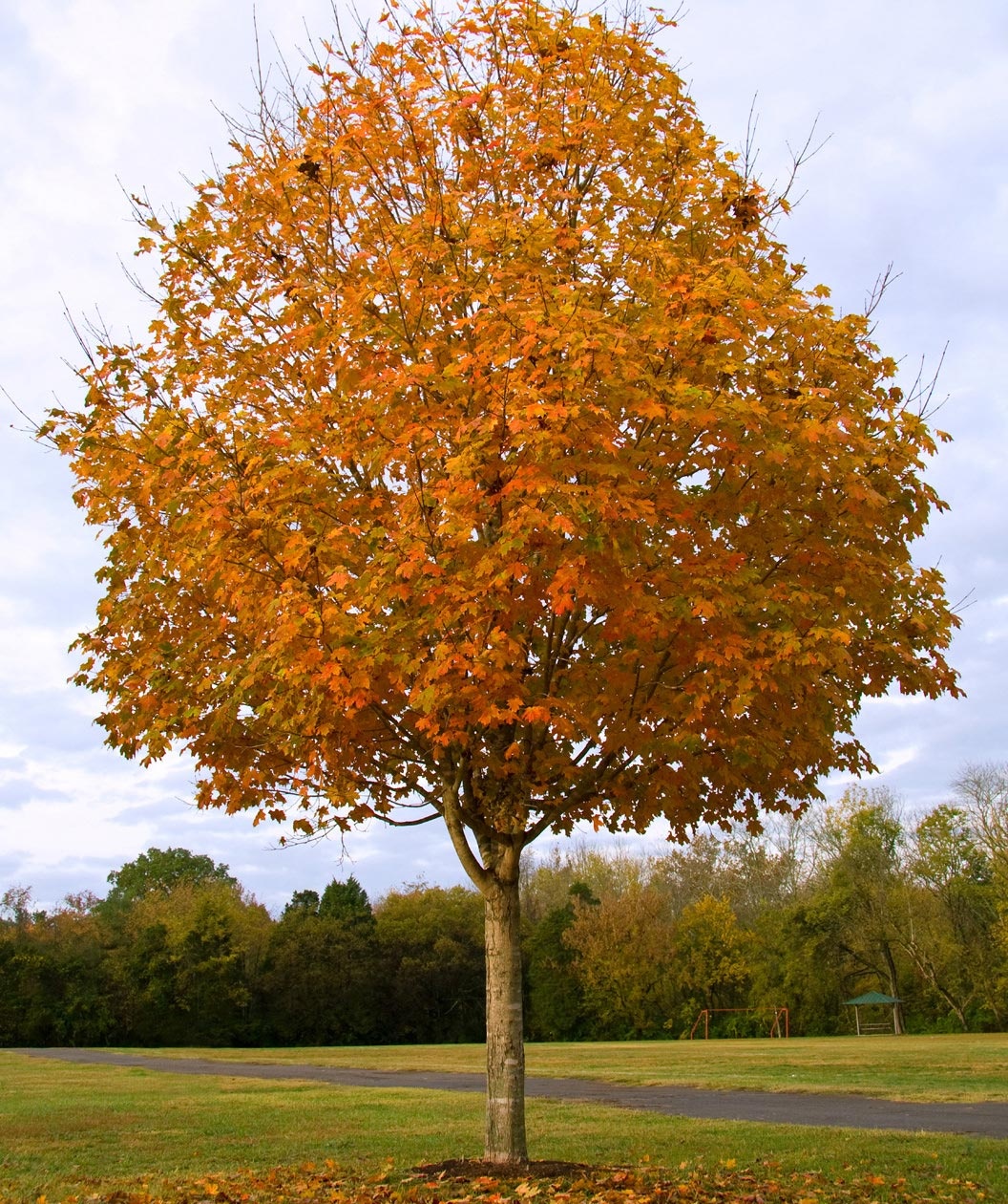 large sugar maple trees green large sugar maple trees green