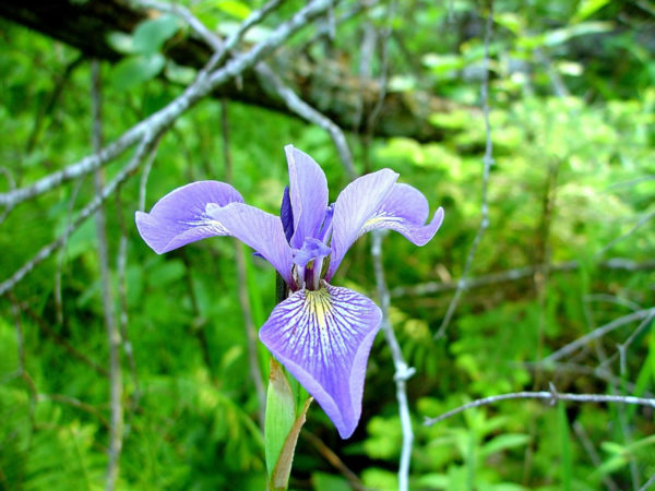 Harlequin Blueflag