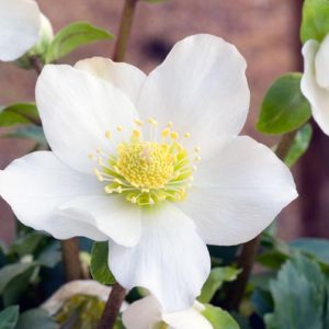 Lenton Rose