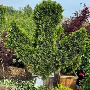 Hinoki Cypress