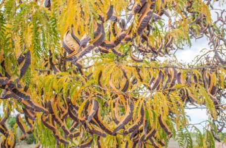 Honey Locust