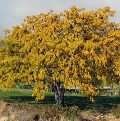 Honey Locust