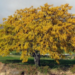Honey Locust