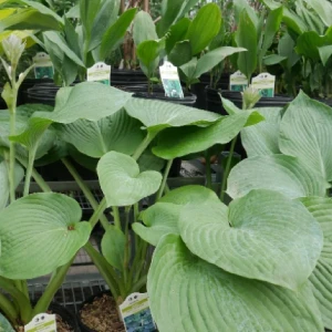Hosta