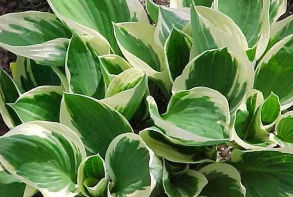 Plantain Lily