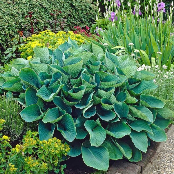 Plantain Lily