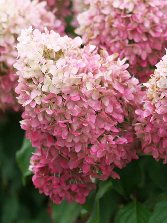 Image of PeeGee Hydrangea petite hydrangea