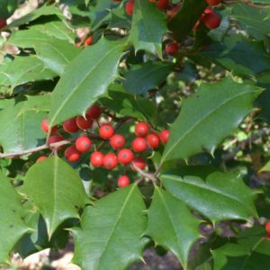 American Holly