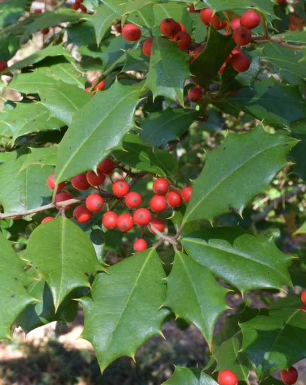 American Holly