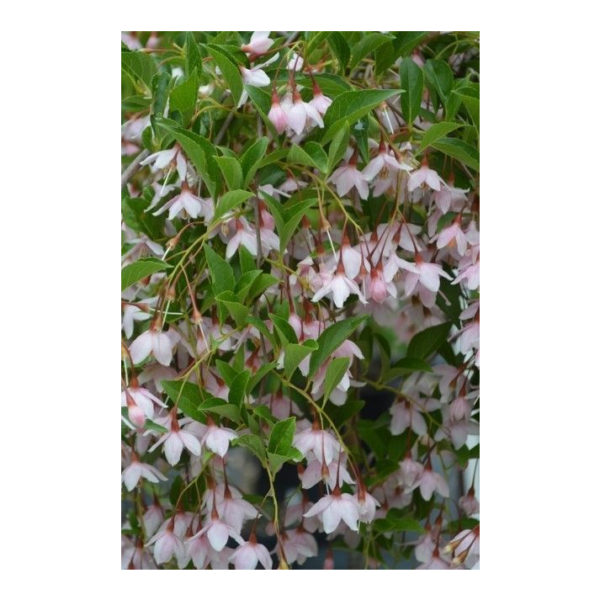 JL Weeping Japanese Snowbell