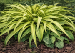 Japanese Forest Grass