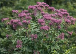 Joe Pye Weed
