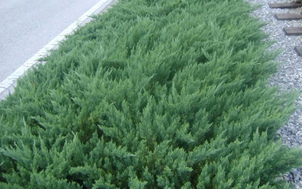 Juniper Parsonii
