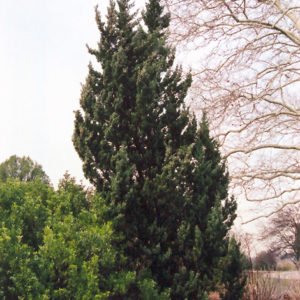 Robusta Green